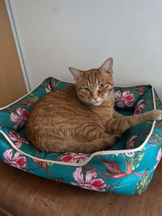 Lost Cat in Ottawa