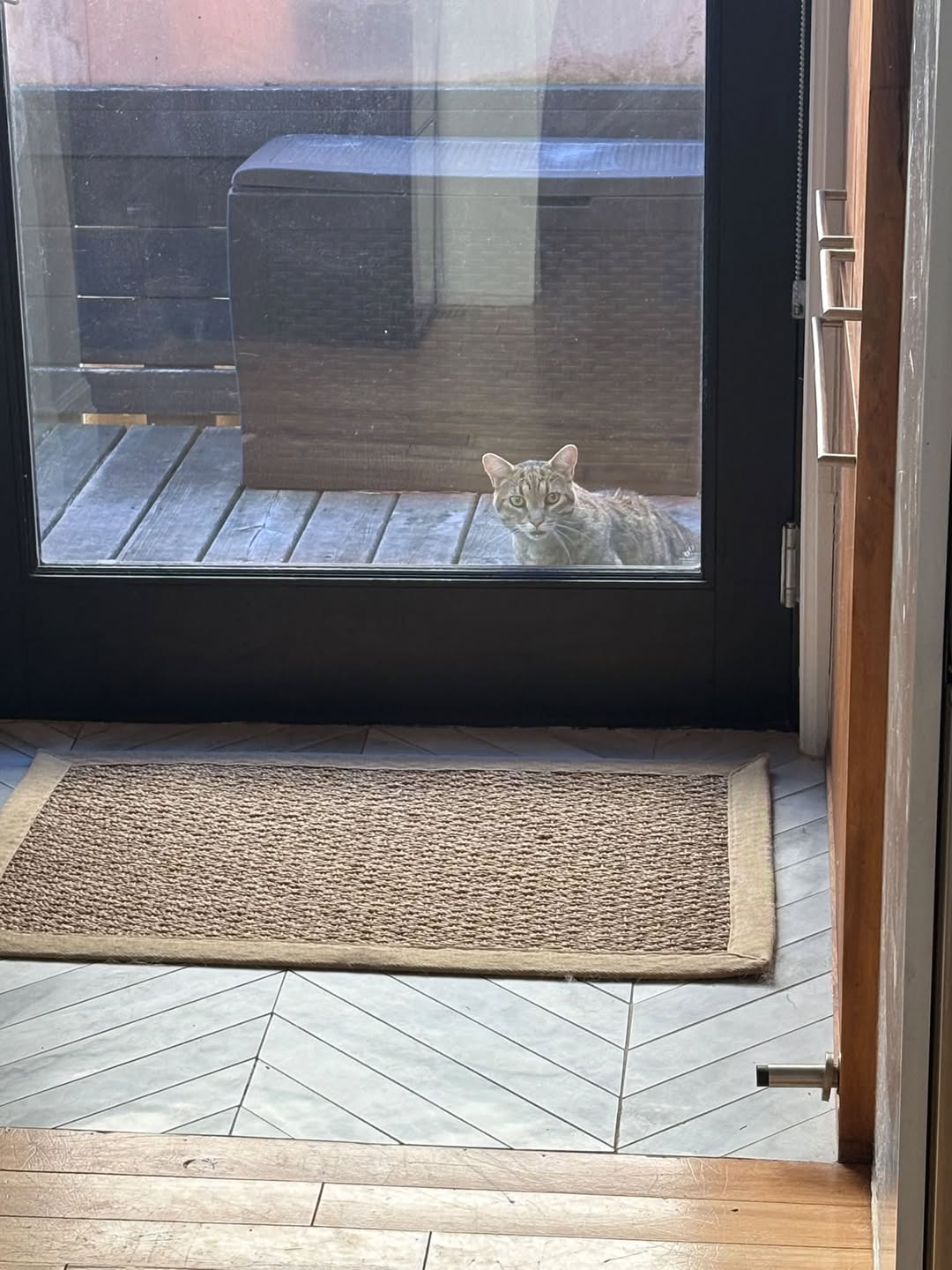 Found Cat in Golden Triangle