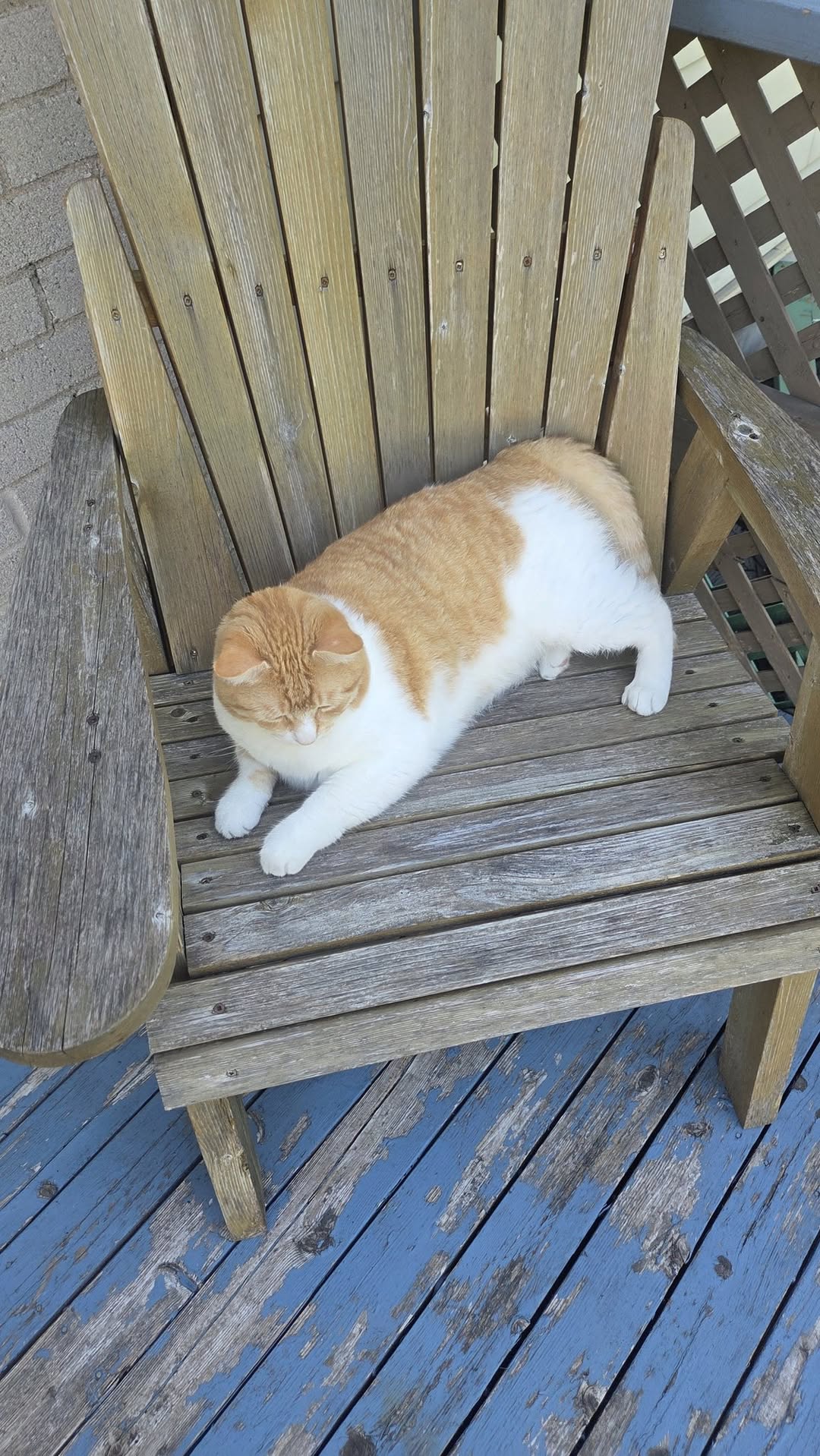 Lost Cat in Iris & Woodroffe