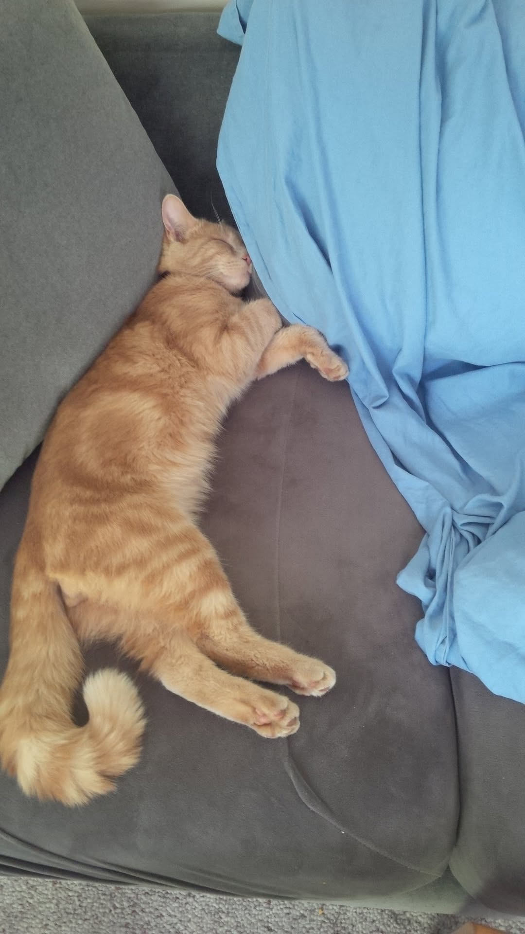 Lost cat