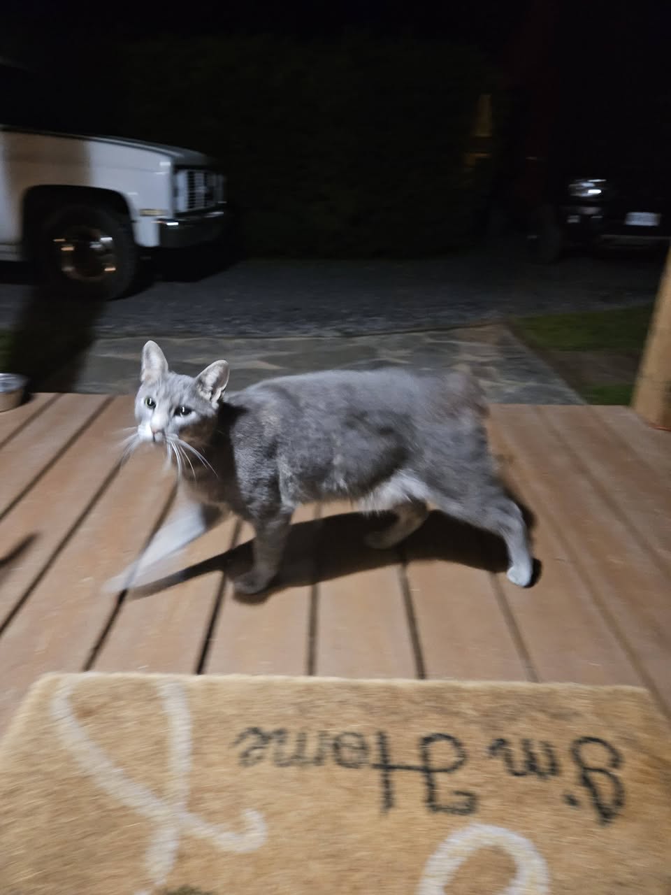 Found Cat in Constance Bay