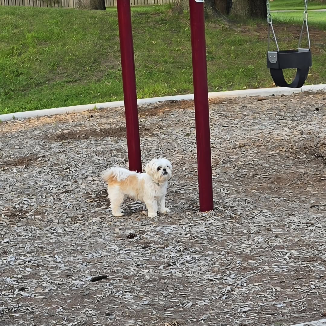 Found dog