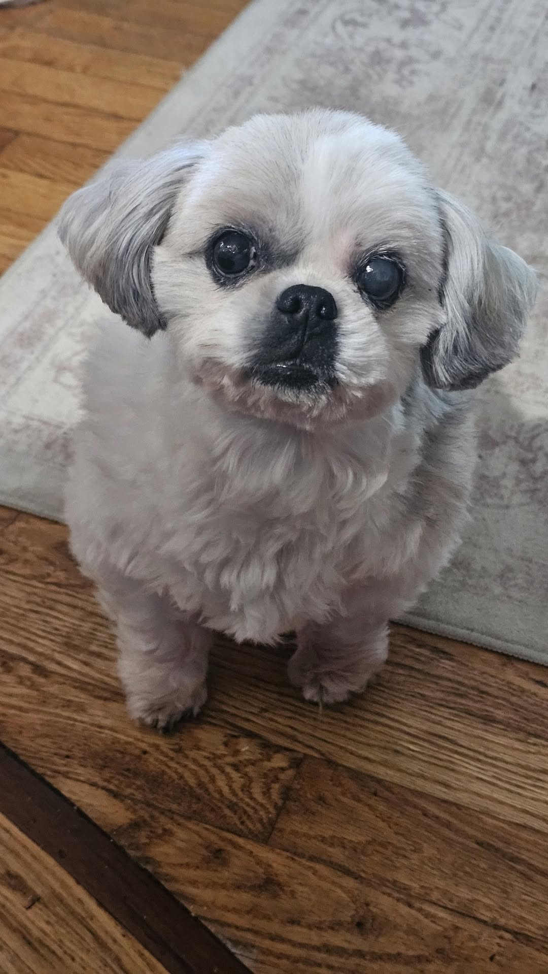 Lost Dog in Bells Corners