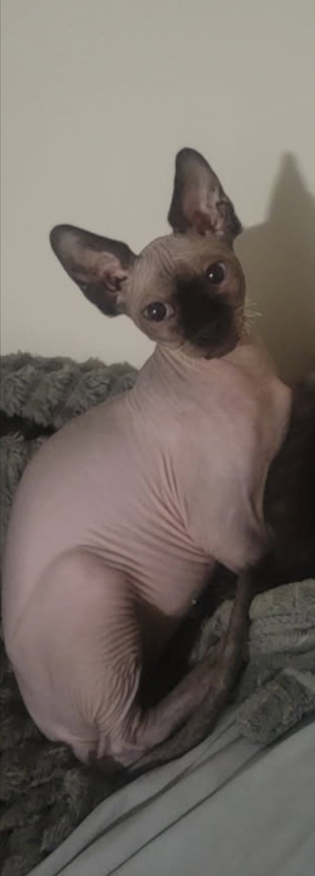 Lost Cat in Ottawa