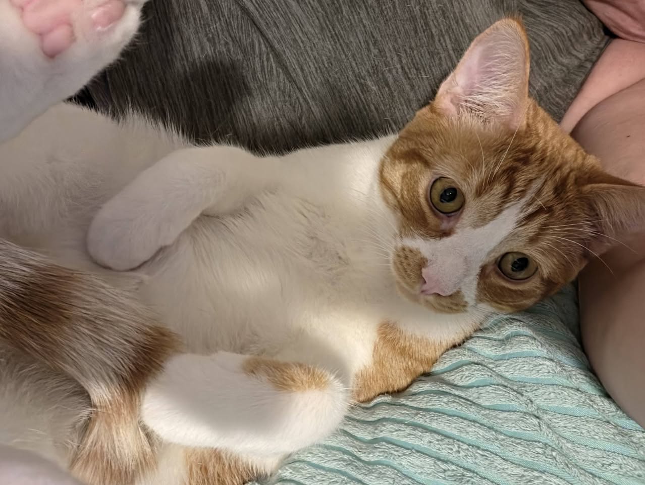 Lost Cat in Glamorgan Off Castlefrank