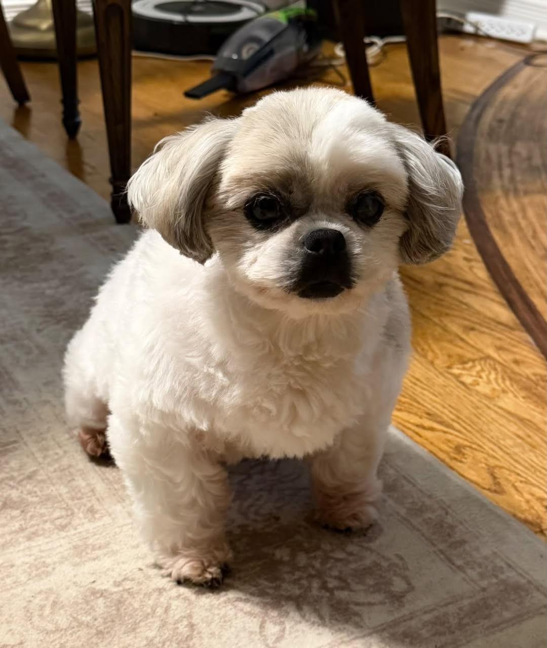 Lost Dog in Bells Corners