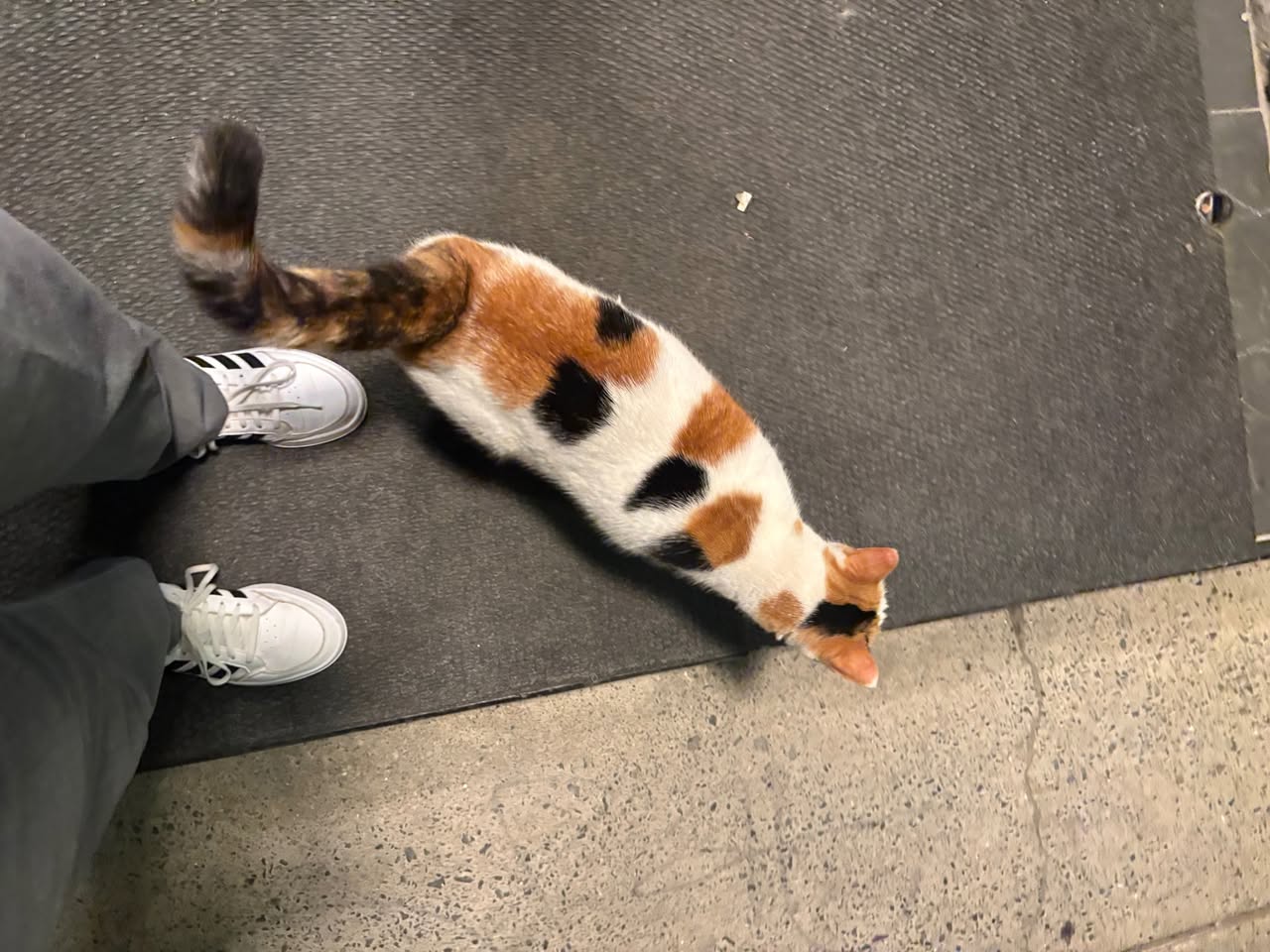 Found Cat in Ottawa