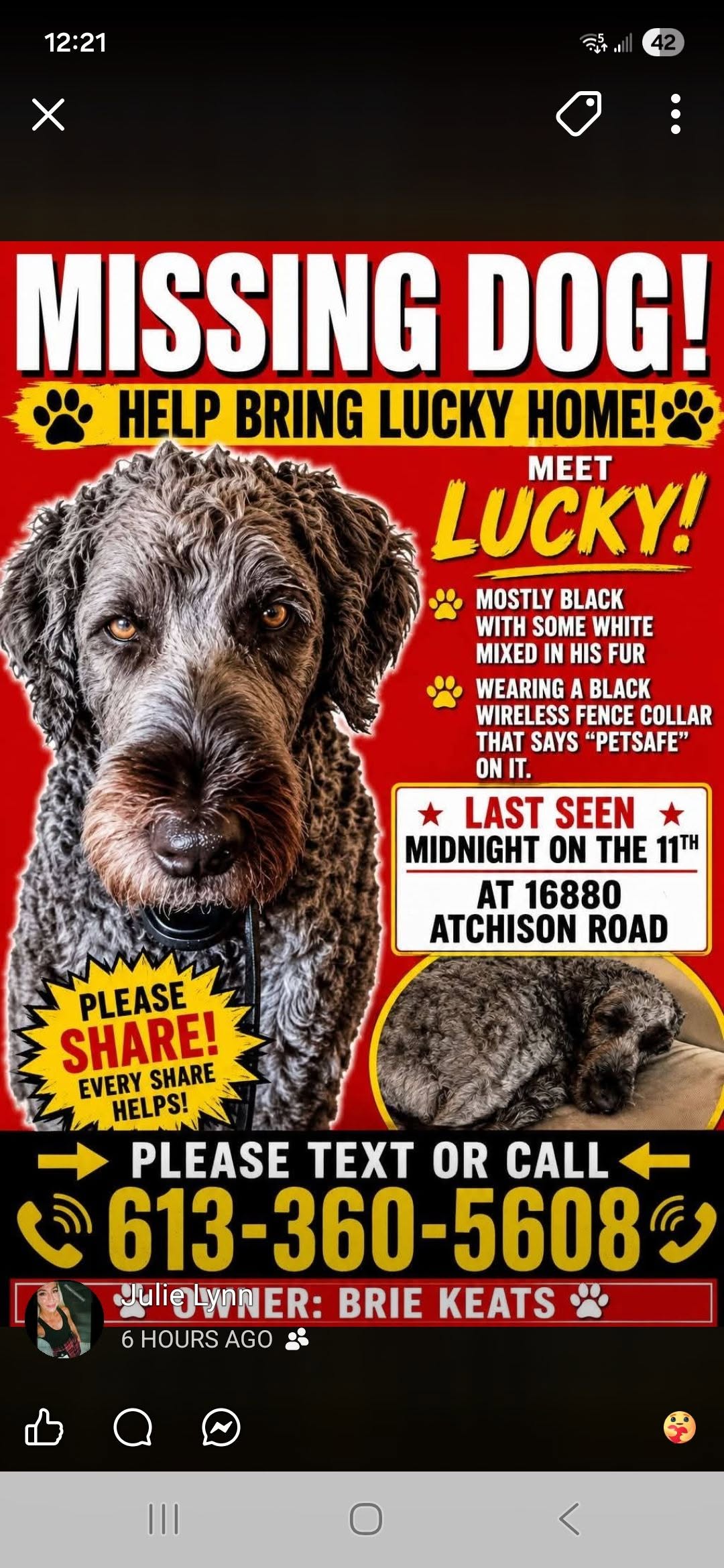 Lost Dog in Ottawa