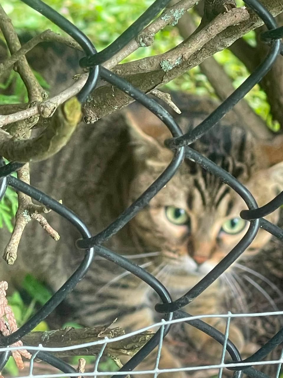 Found Cat in Ottawa