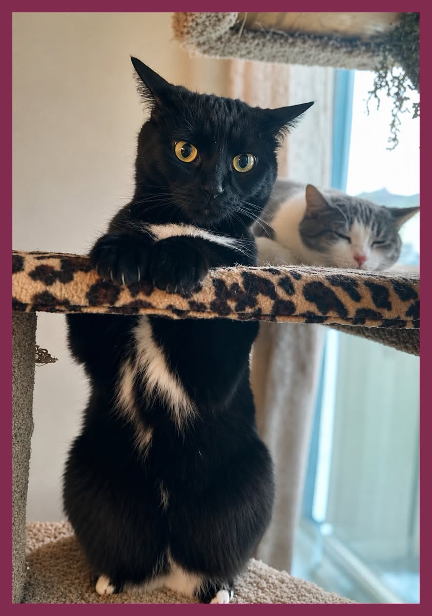 Lost cat