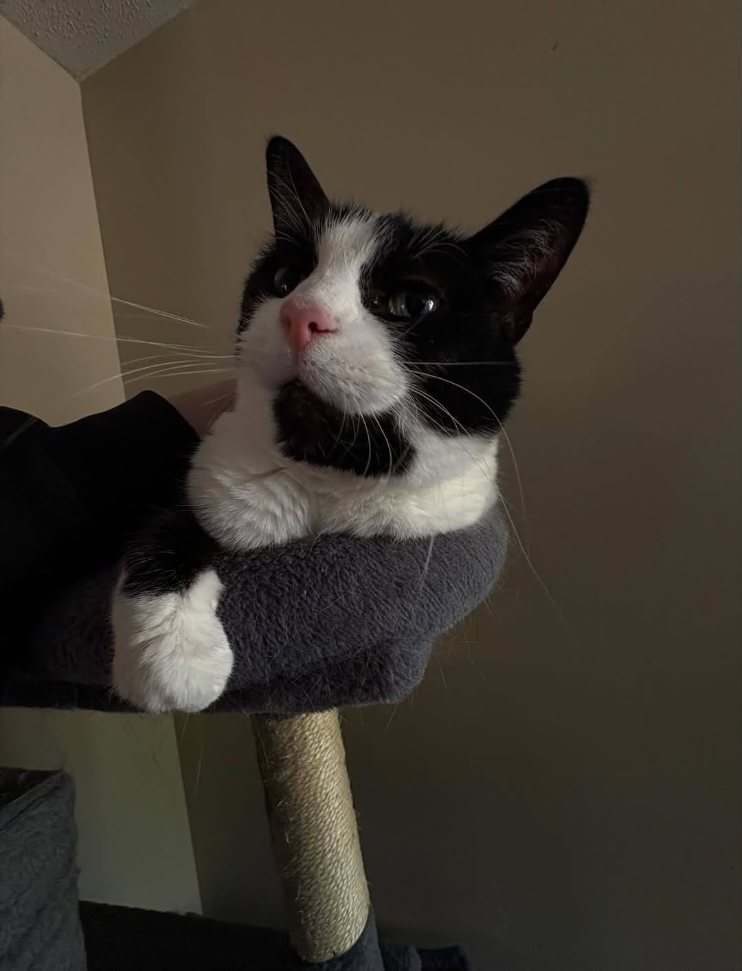 Lost cat