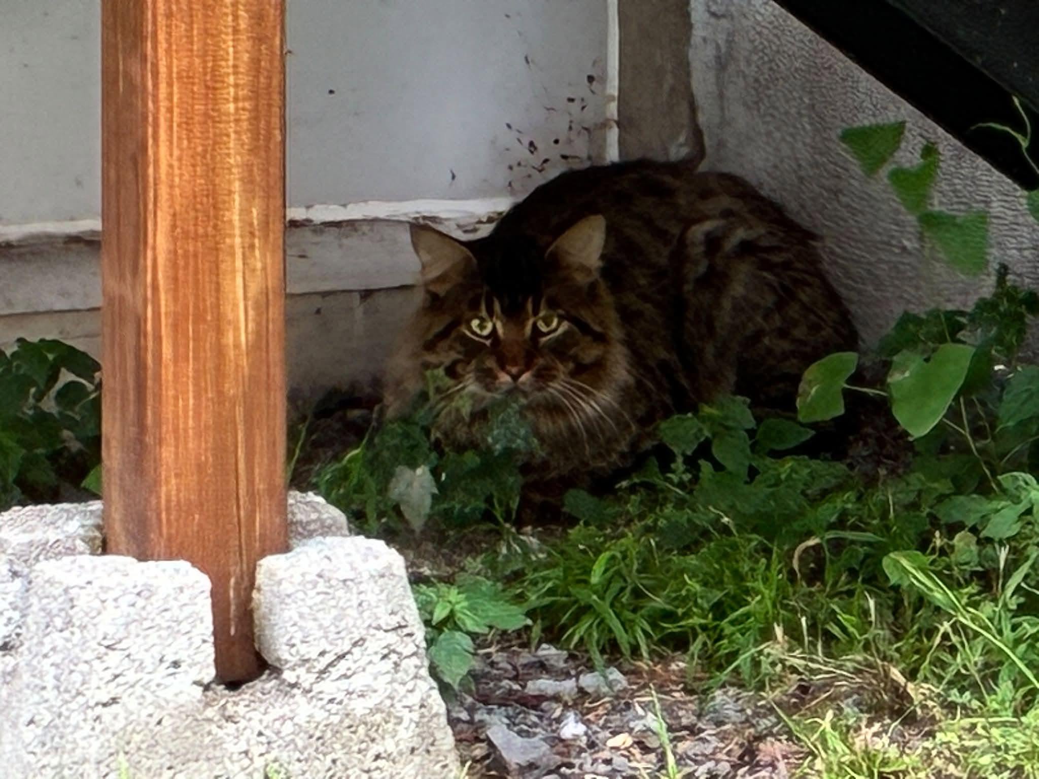 Found cat