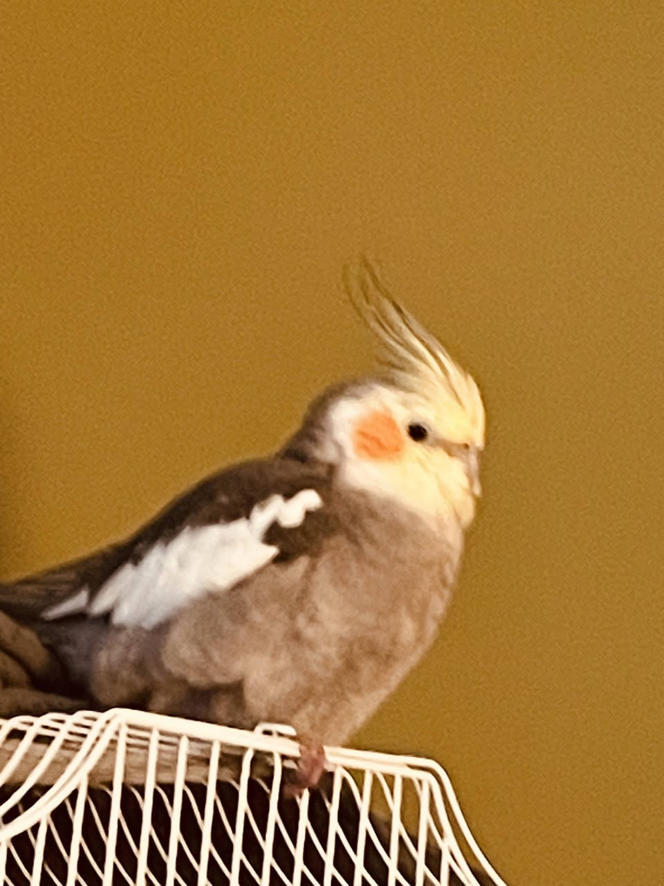 Lost Bird in Embrun
