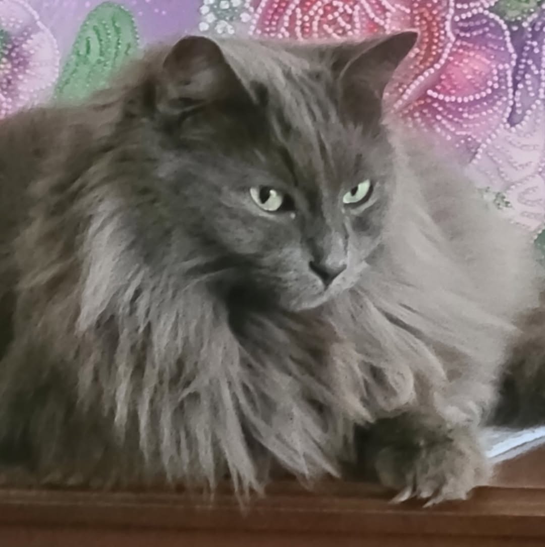 Lost Cat in Alta Vista And Kilborn