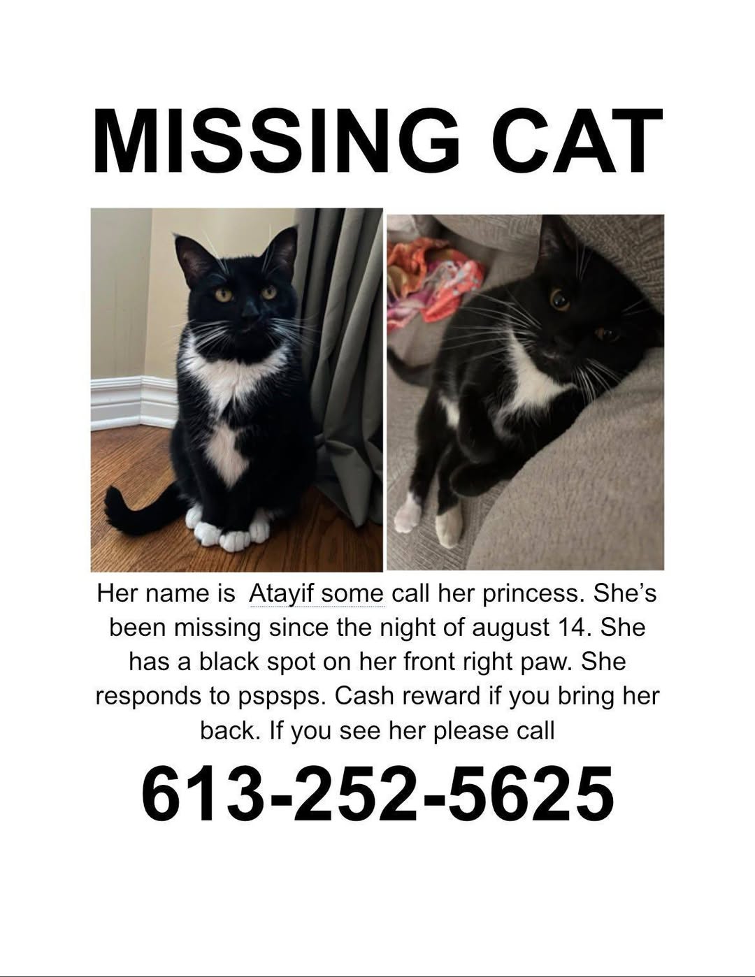 Lost cat