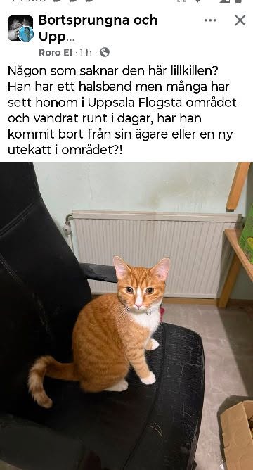 Found Cat in Uppsala