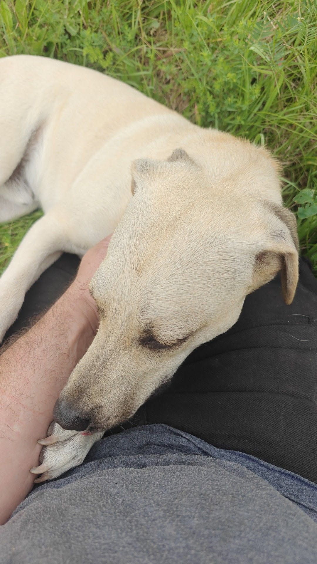 Found Dog in Lefaivre