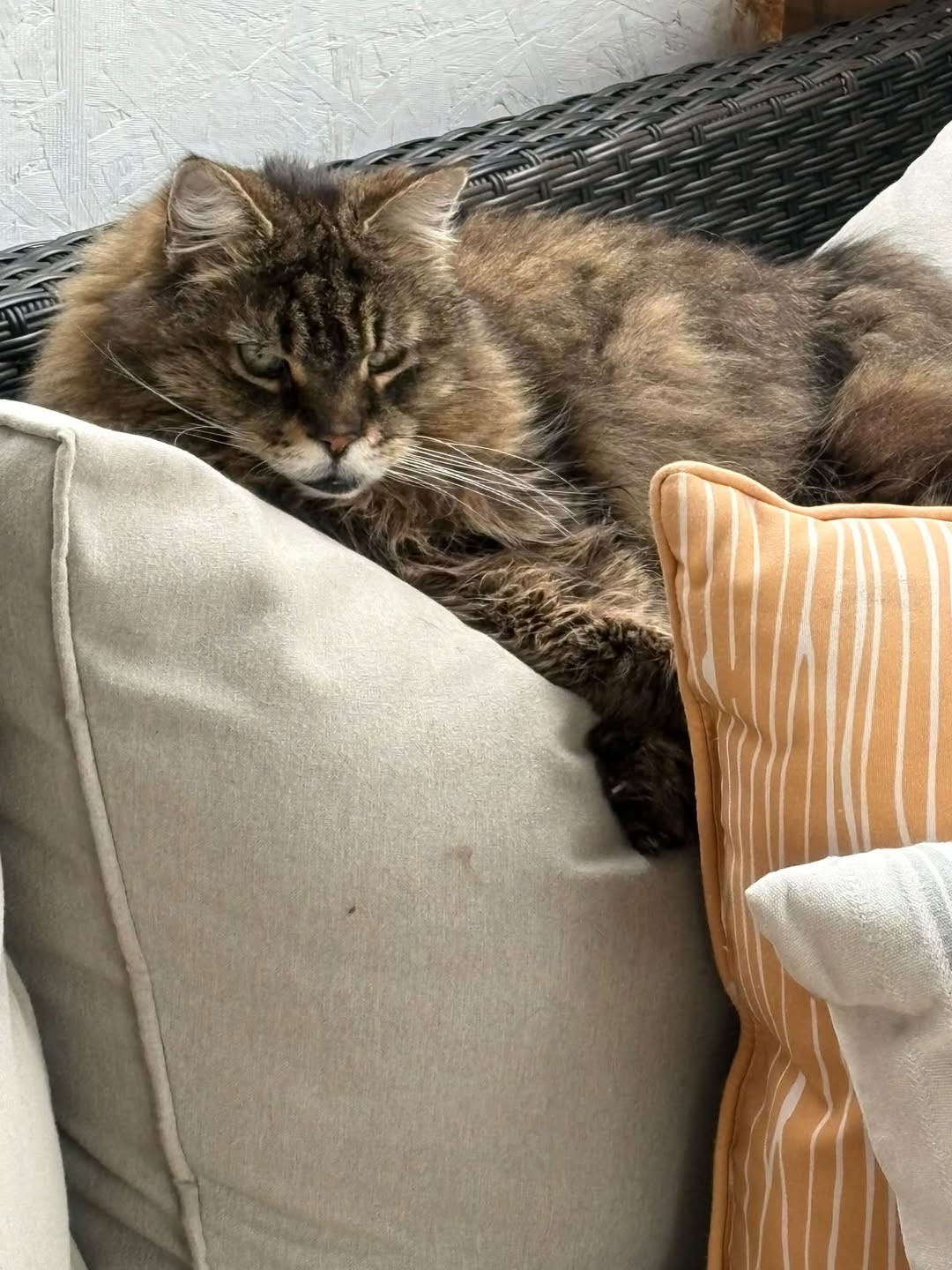 Lost Cat in Craig Henry