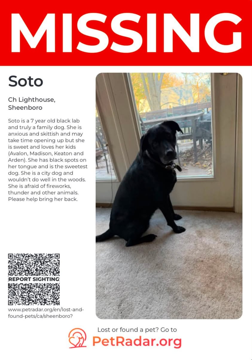 Lost Dog in Sheenboro
