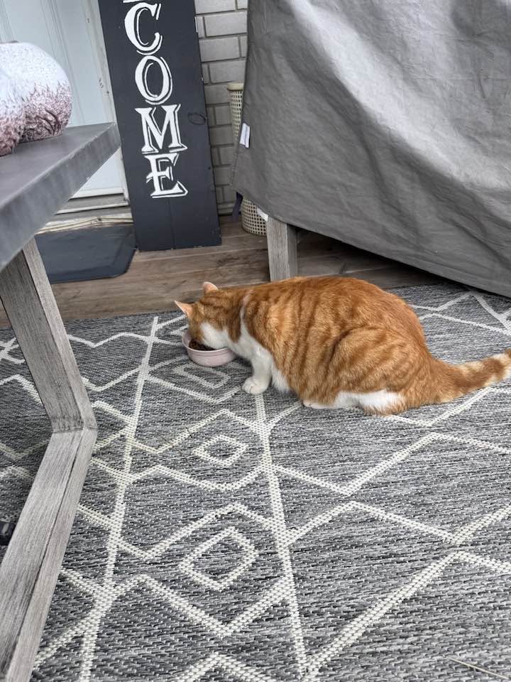 Found Cat in Britannia
