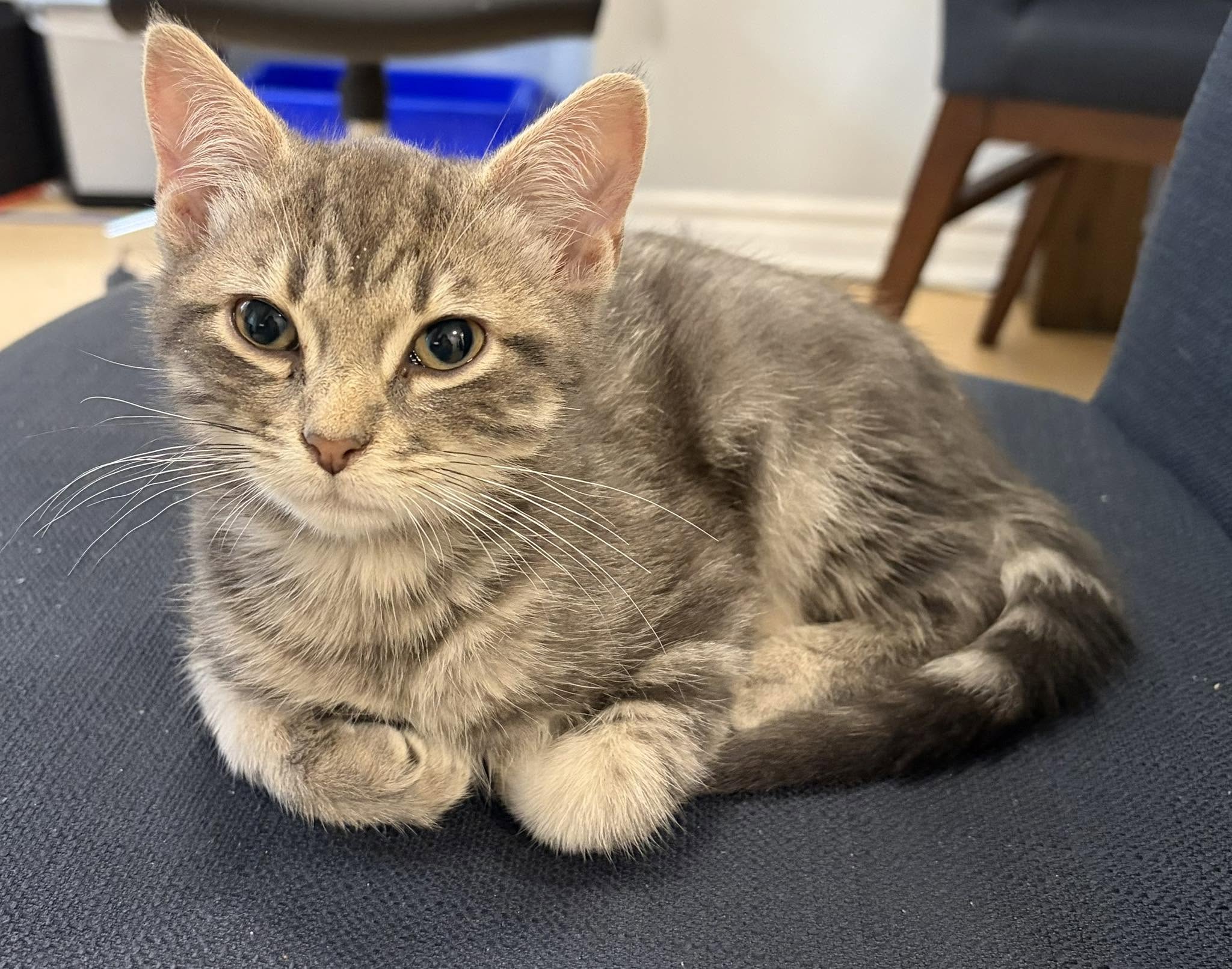 Found Cat in Centretown
