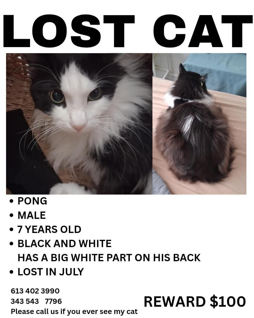 Lost Cat in Ottawa