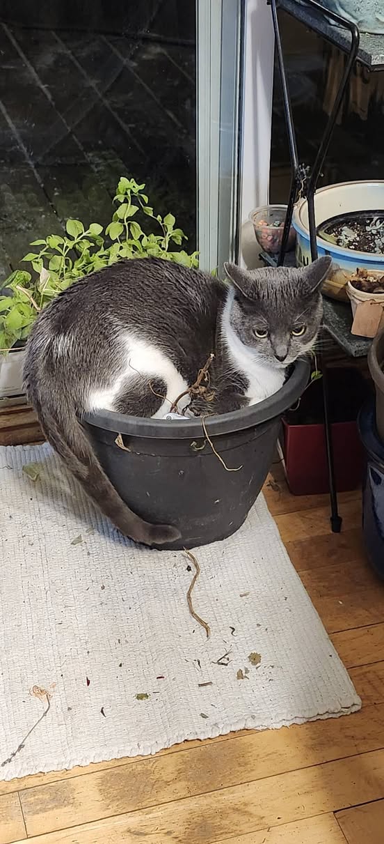 Lost Cat in Ottawa
