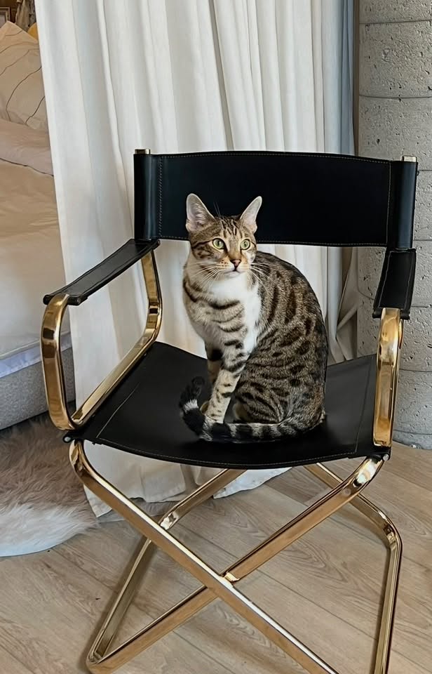 Lost cat