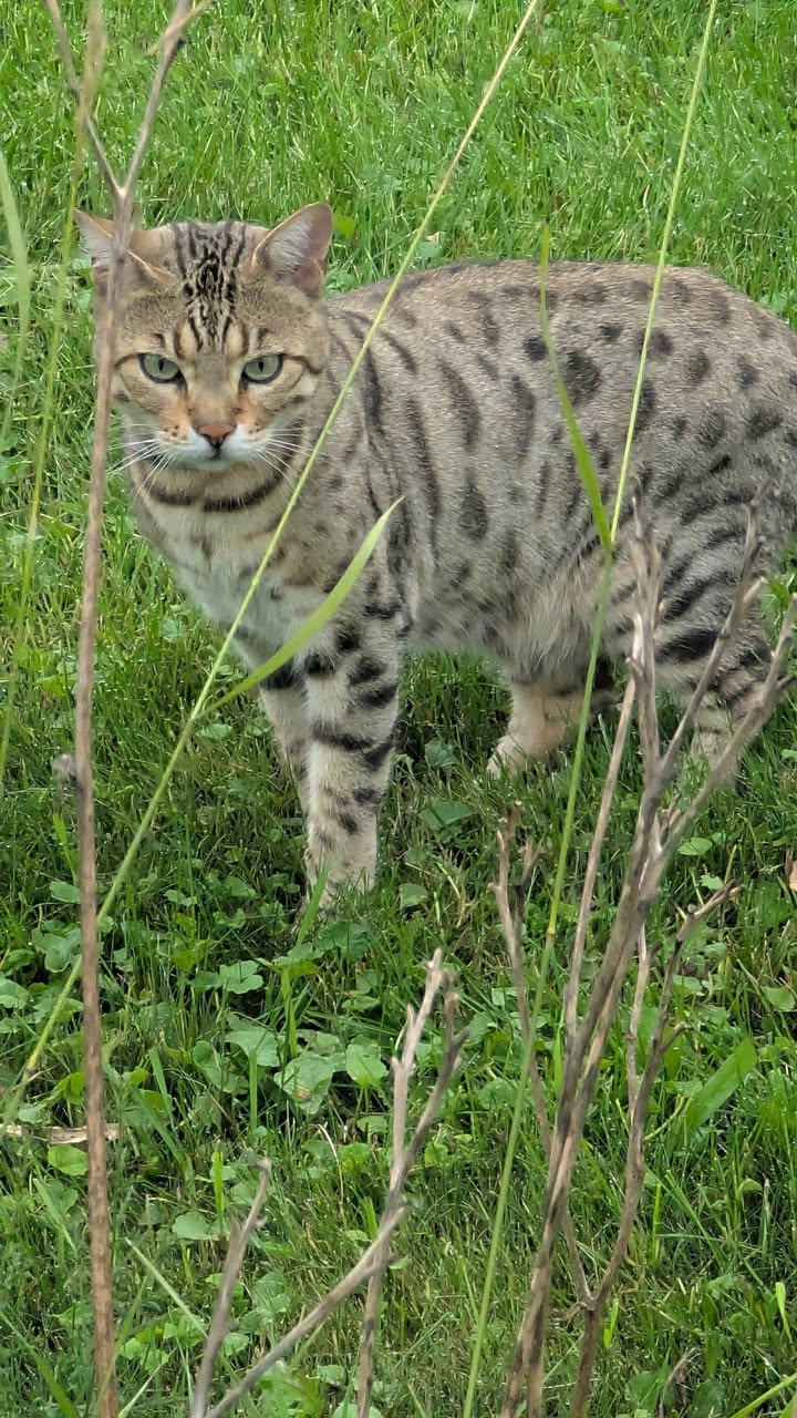 Found Cat in Cumberland Estates