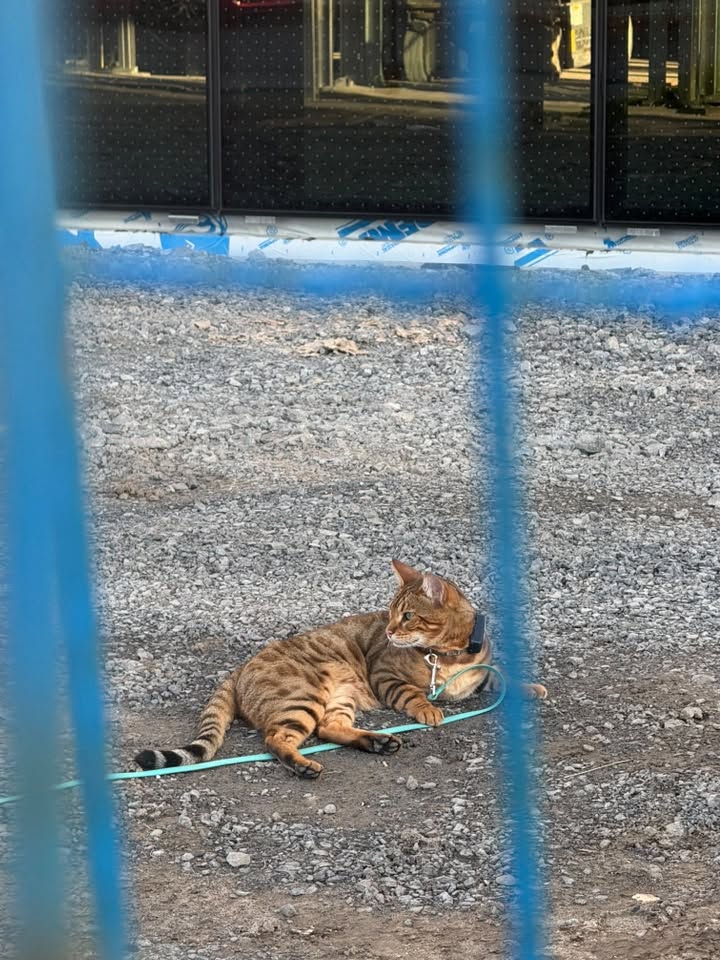 Found Cat in Garneau High School
