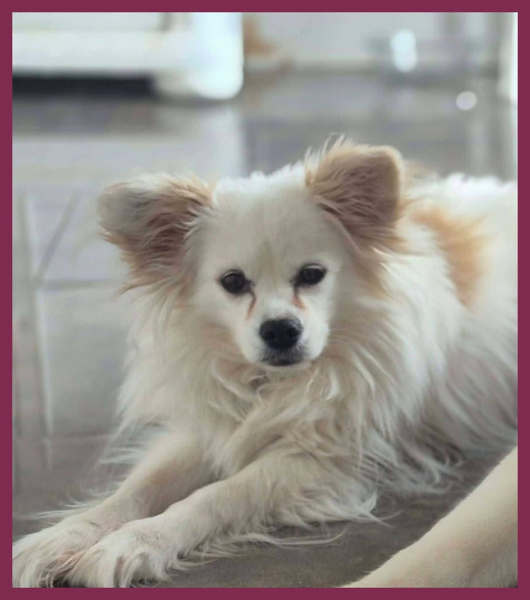 Lost dog