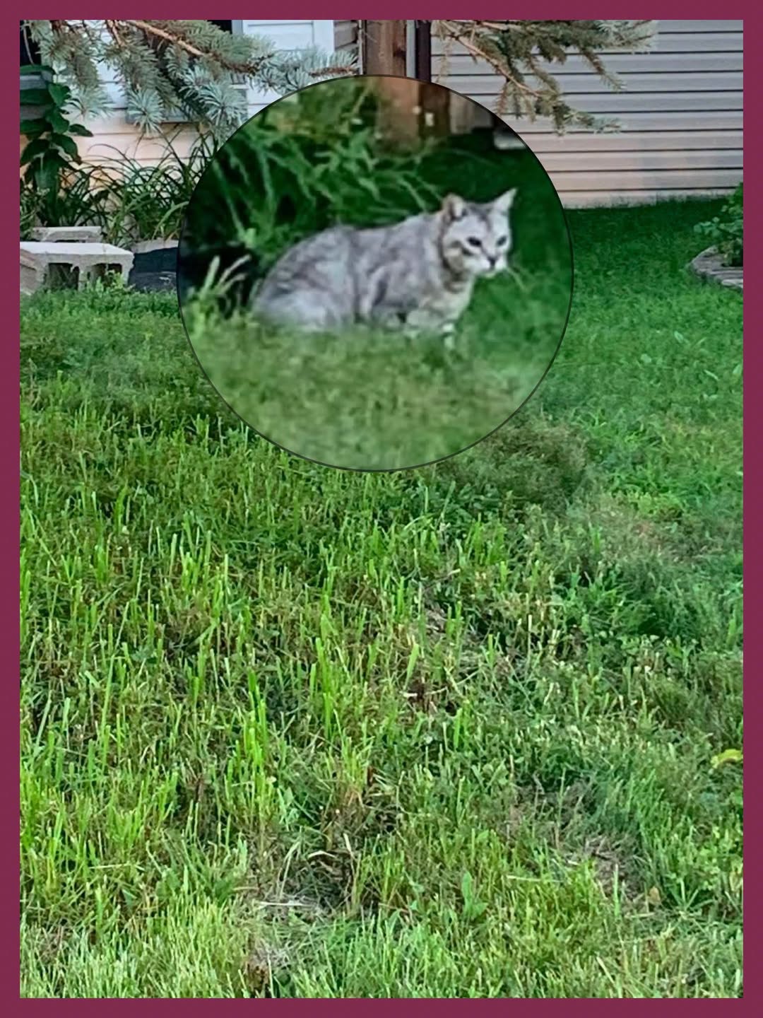 Found cat