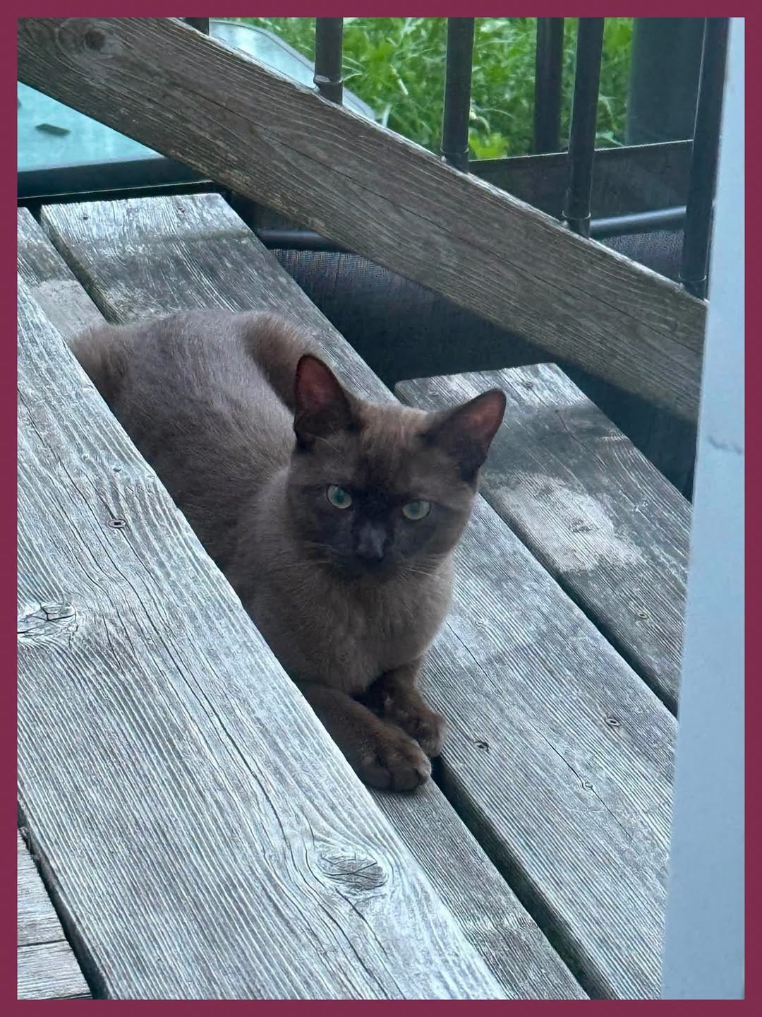 Found cat