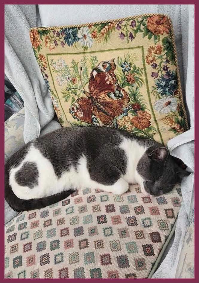 Lost Cat in Kenmore