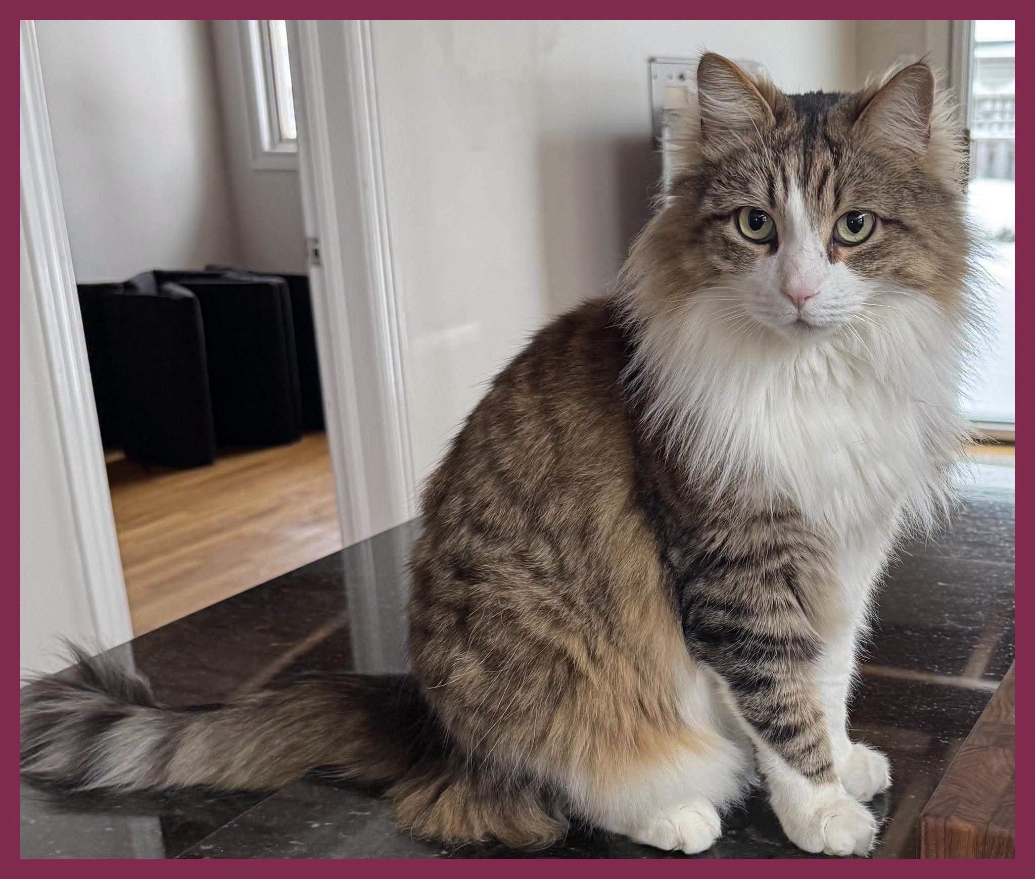 Lost Cat in Alta Vista