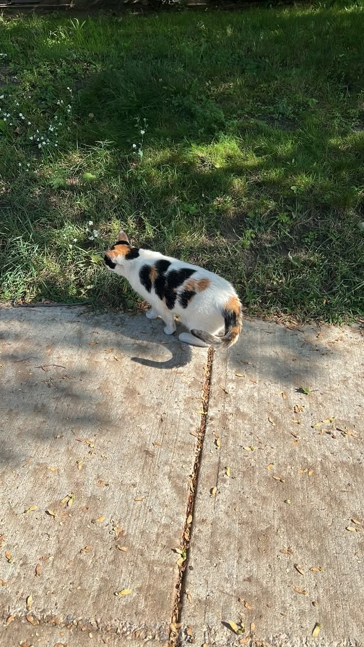 Found Cat in Ottawa
