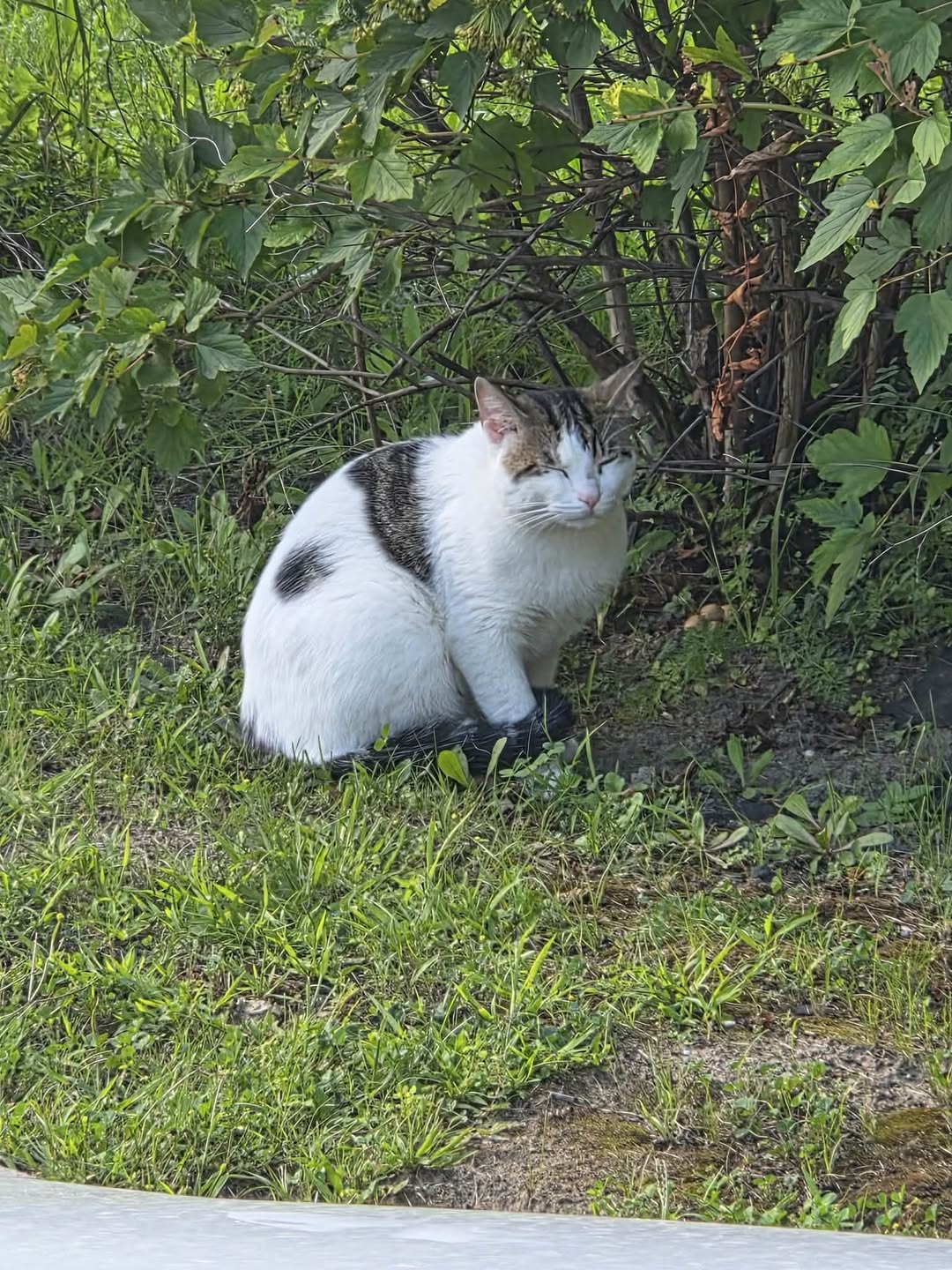 Found Cat in Ottawa