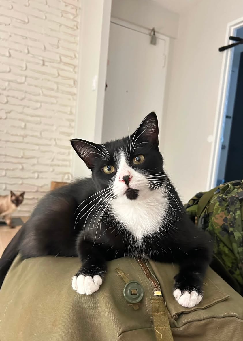 Lost Cat in Ottawa