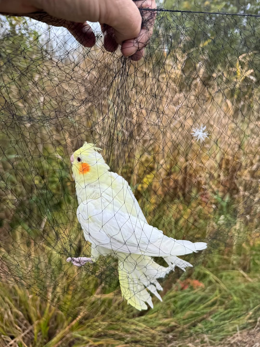 Found bird