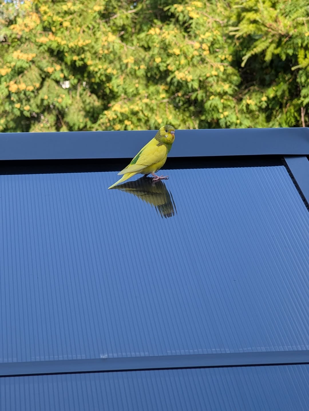 Found budgie
