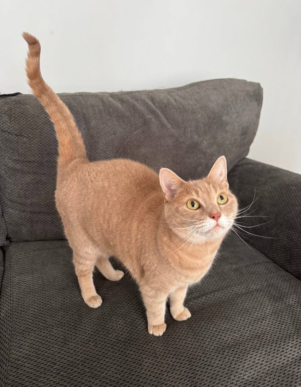 Lost cat