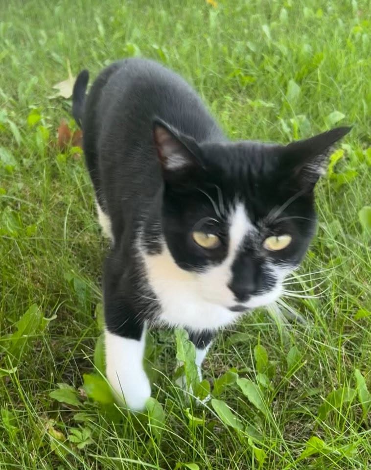 Found cat