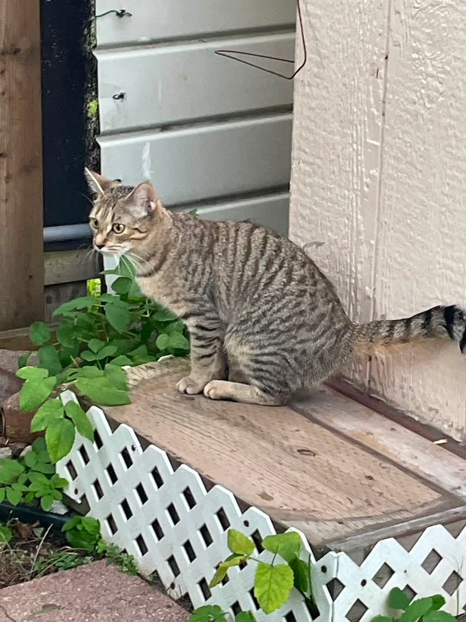 Found Cat in Overbrook