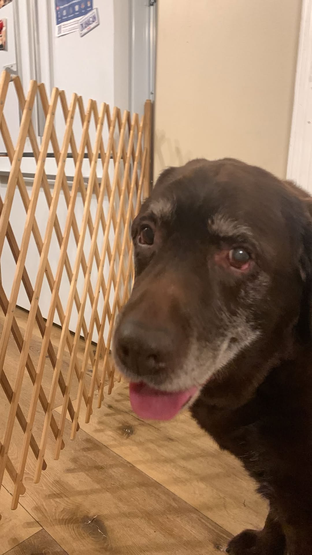 Found dog
