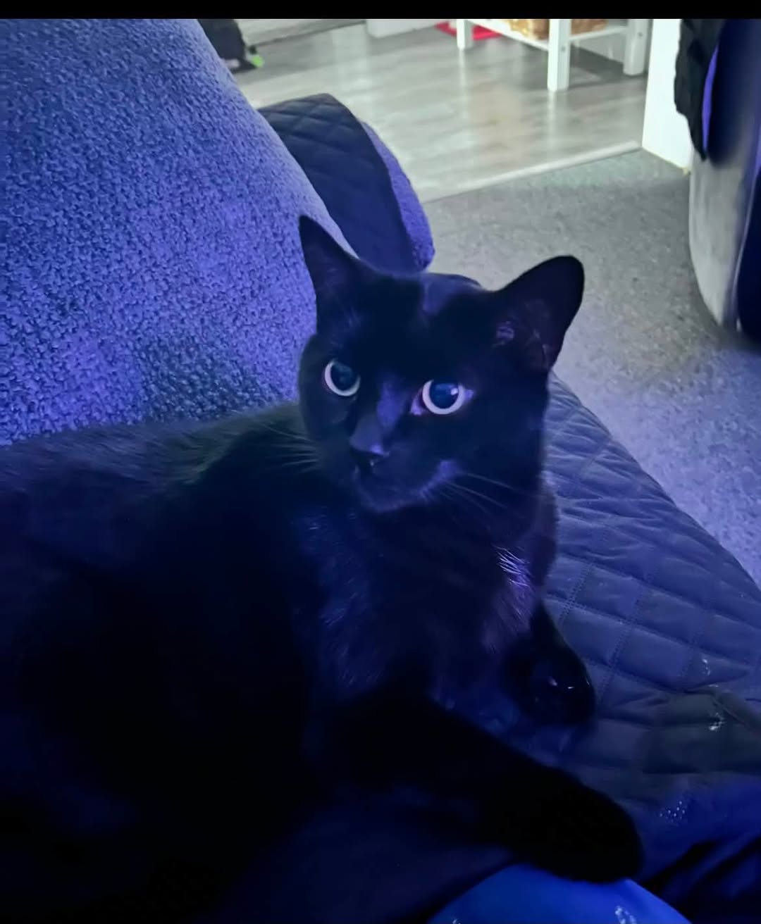 Lost Cat in Cheney
