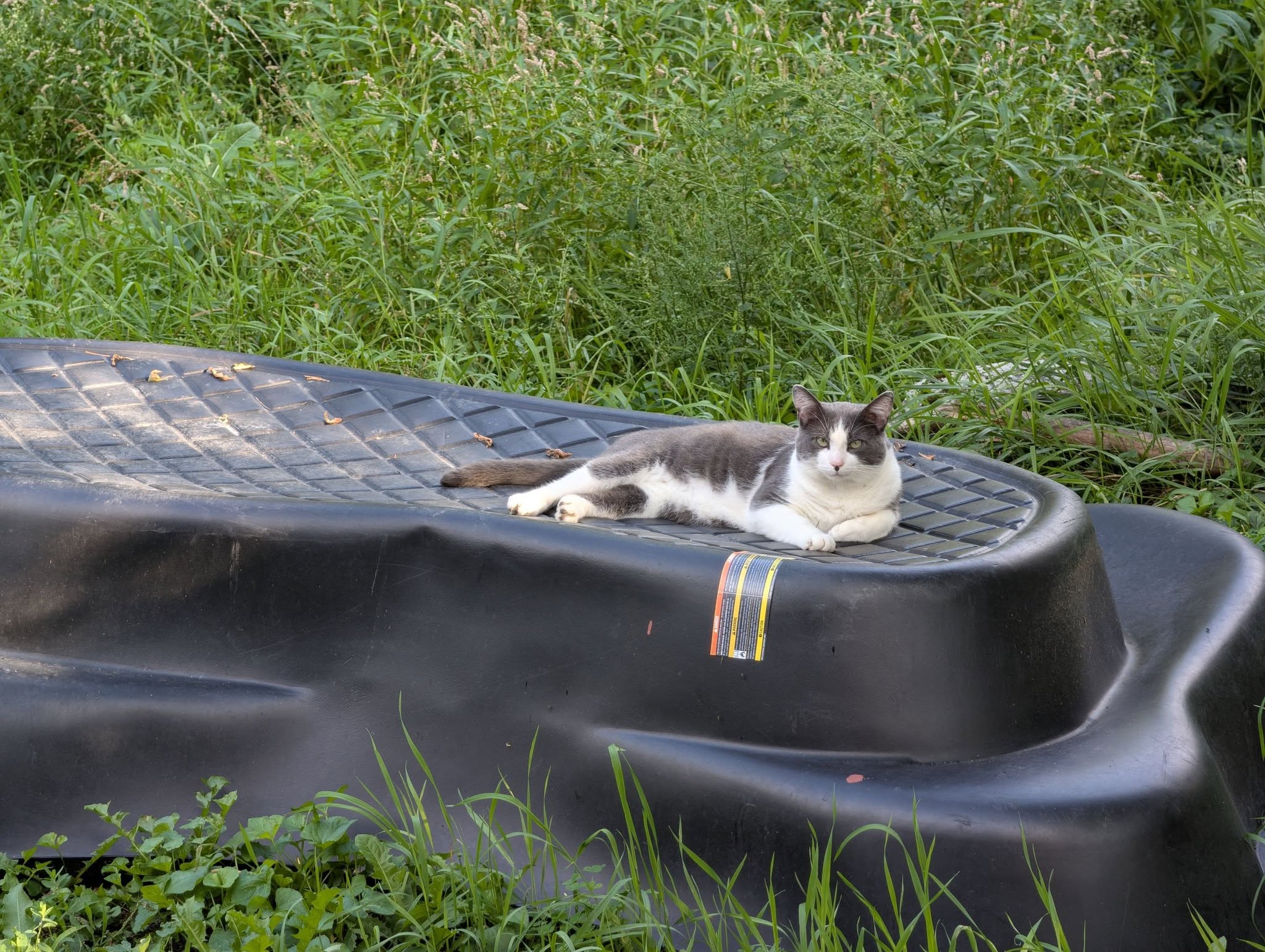 Lost cat
