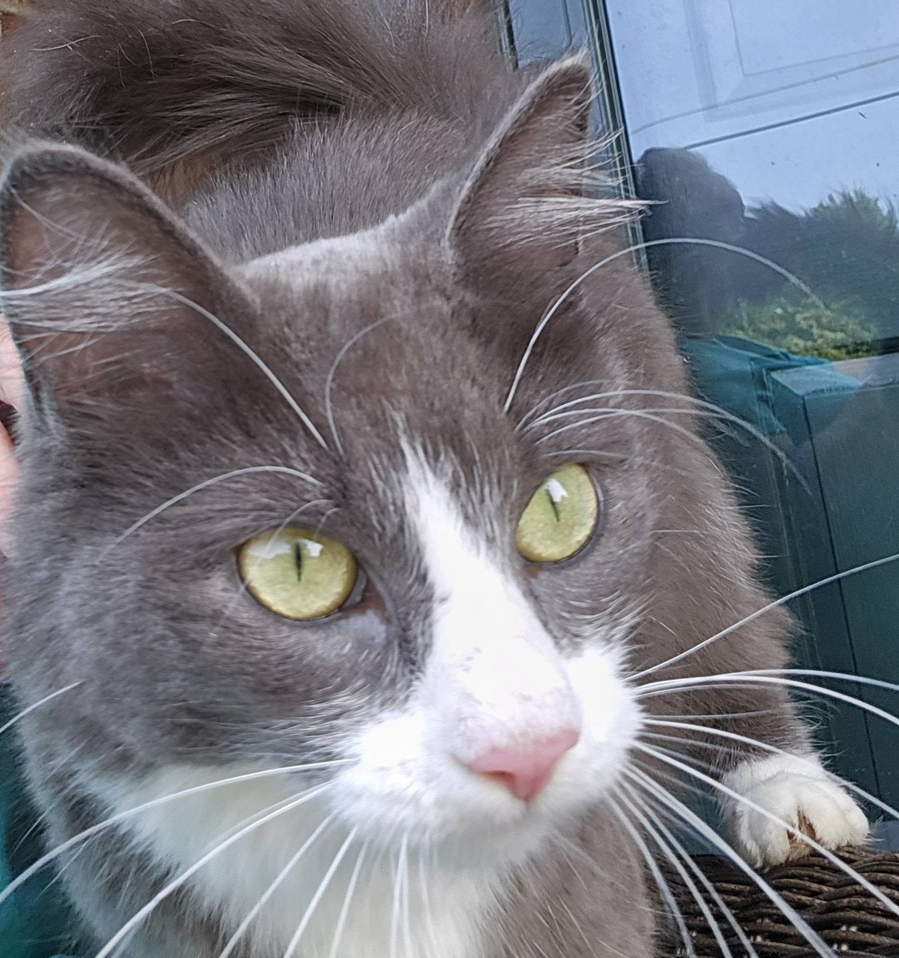 Found Cat in Lyndonville