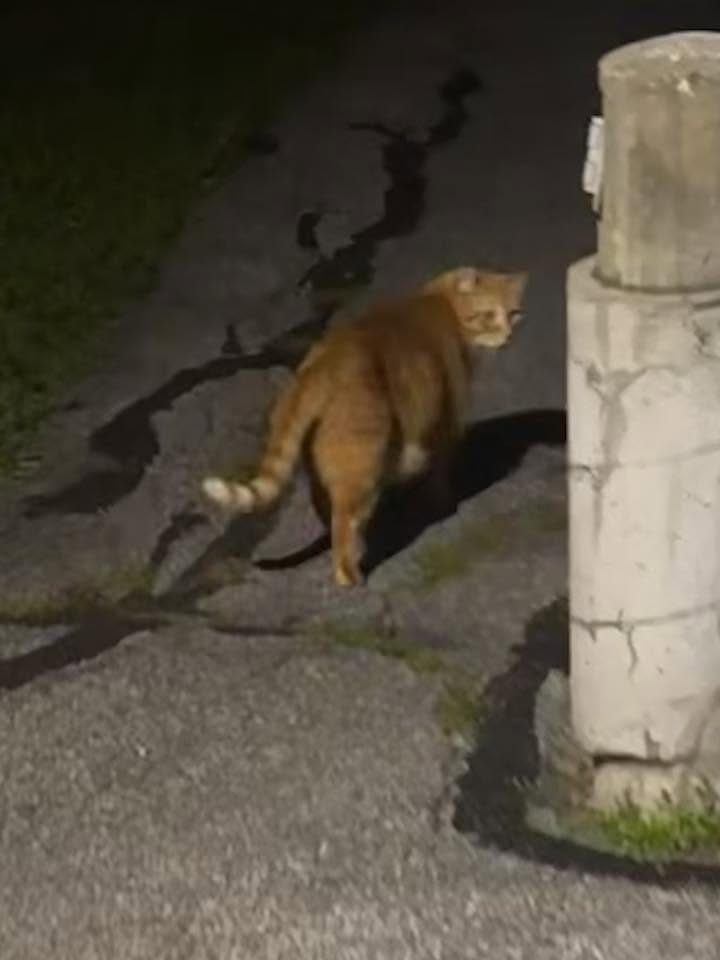 Found cat