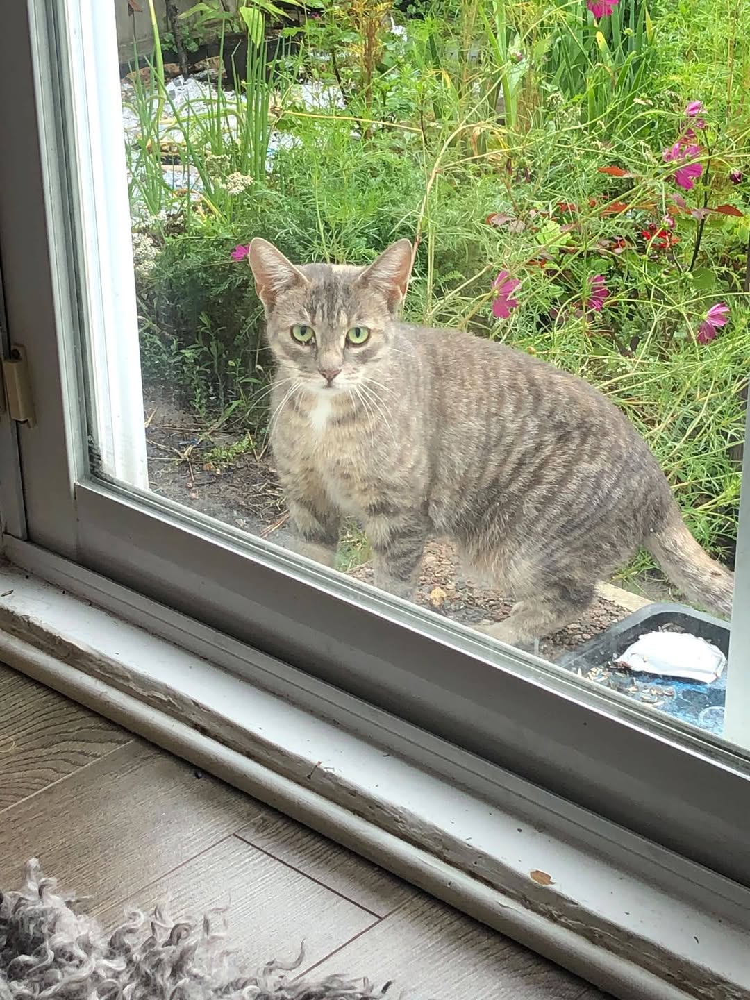 Found cat