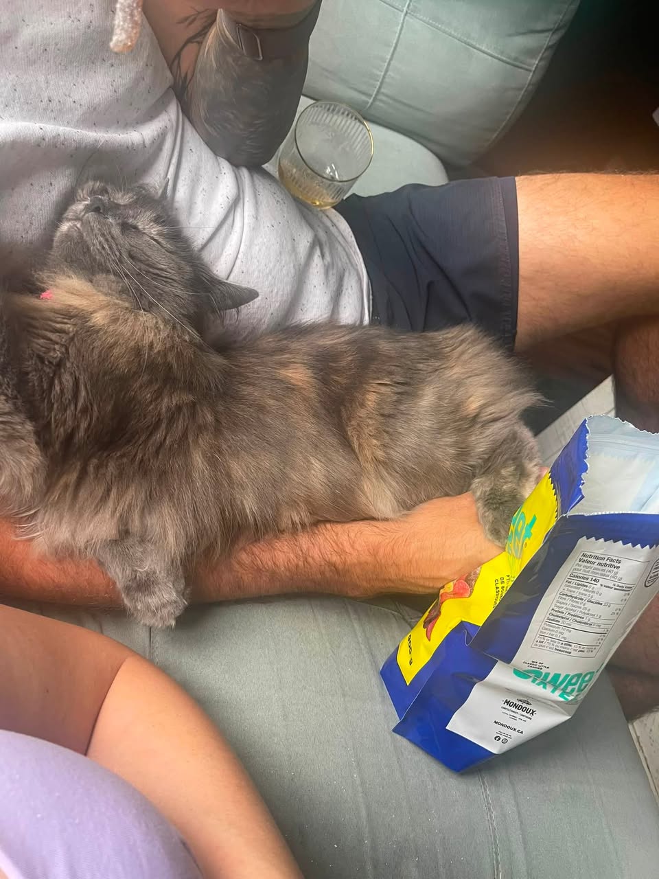 Lost Cat in Le Plateau